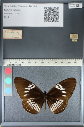 Media type: image;   Entomology 160539